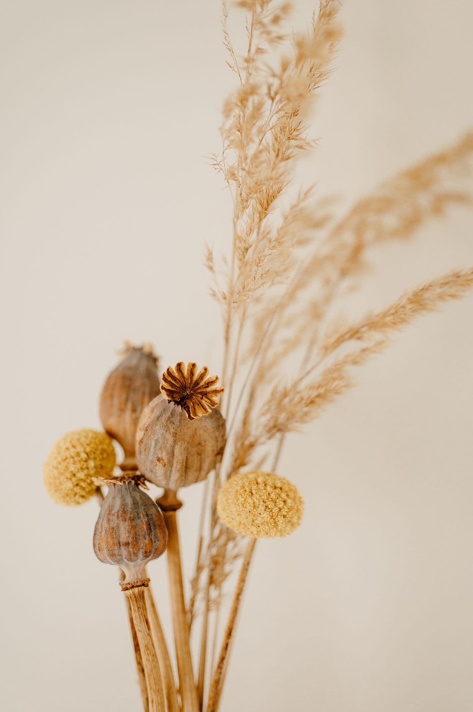 Fleurs séchées ou stabilisées : bien choisir
