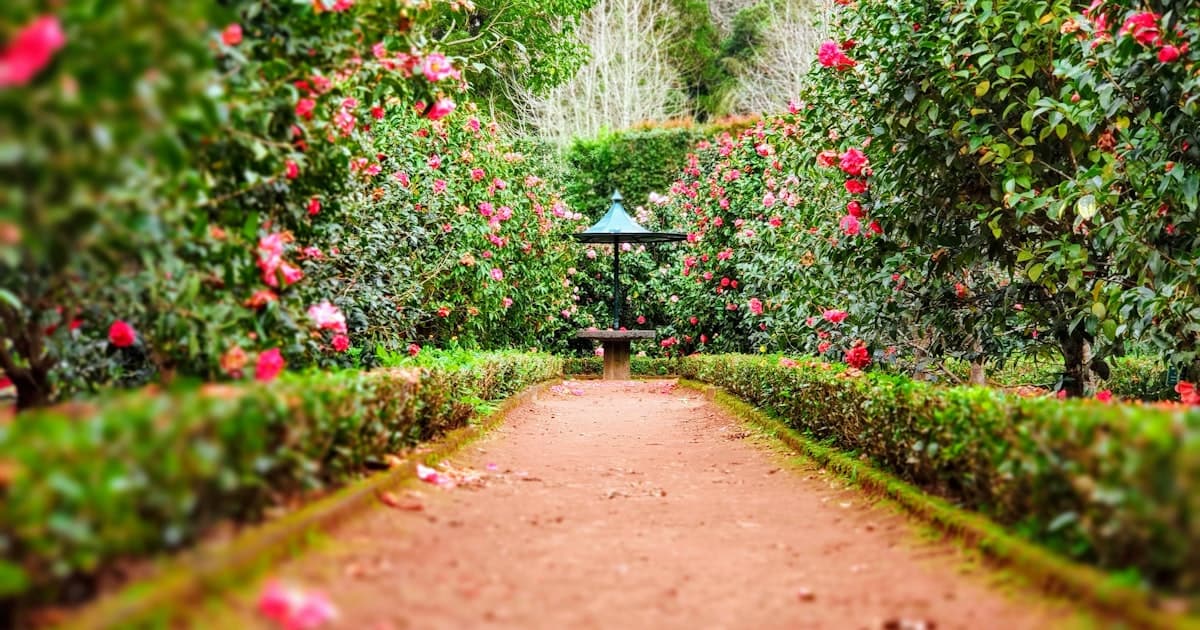 Fleurs séchées vs fleurs fraîches : quel choix en 2026