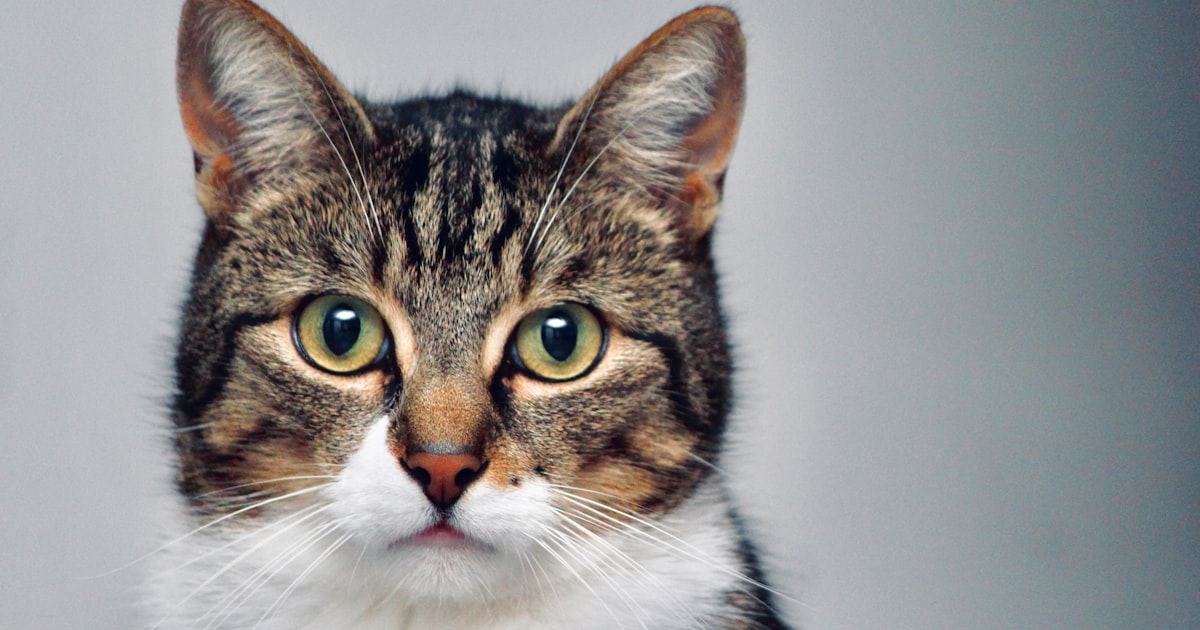 DJ ou playlist Spotify : le vrai comparatif