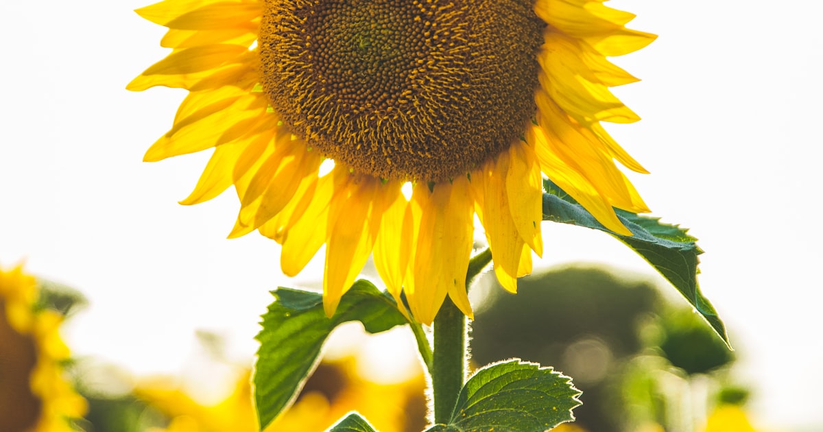 Centre de table fleuri : idees et budget